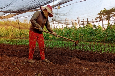 NÔNG DÂN BÙ ĐỐP SAU NHỮNG NGÀY NGHỈ TẾT