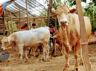TIẾP TỤC THỰC HIỆN GIẢI NGÂN CHƯƠNG TRÌNH TÍN DỤNG ĐỐI VỚI HỘ MỚI THOÁT NGHÈO