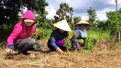 TRỒNG HOA TRÊN CÁC TUYẾN ĐƯỜNG NÔNG THÔN