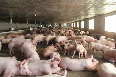 Giá thịt lợn lao dốc: Người nuôi khóc ròng