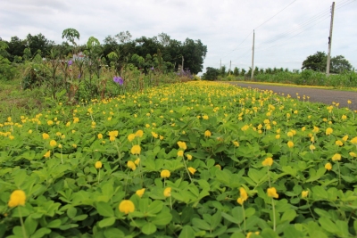 Những tuyến đường hoa nơi biên giới