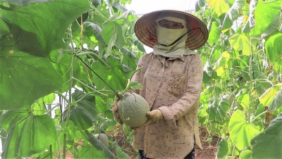 Thành công từ mô hình nhà màng của nông dân Nguyễn Gia Hiền 