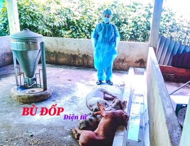 Công bố bệnh dịch tả lợn Châu Phi trên địa bàn xã Thanh Hoà, Thiện Hưng
