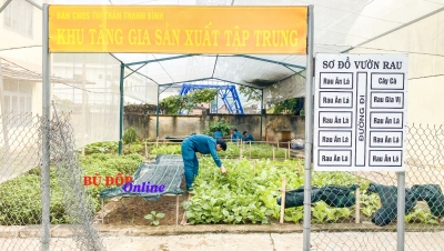 BCHQS thị trấn Thanh Bình: Tăng gia sản xuất, cải thiện bữa ăn hàng ngày cho cán bộ, chiến sĩ tại đơn vị