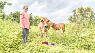 Niềm vui nhân đôi từ bò giống sinh sản của người dân biên giới